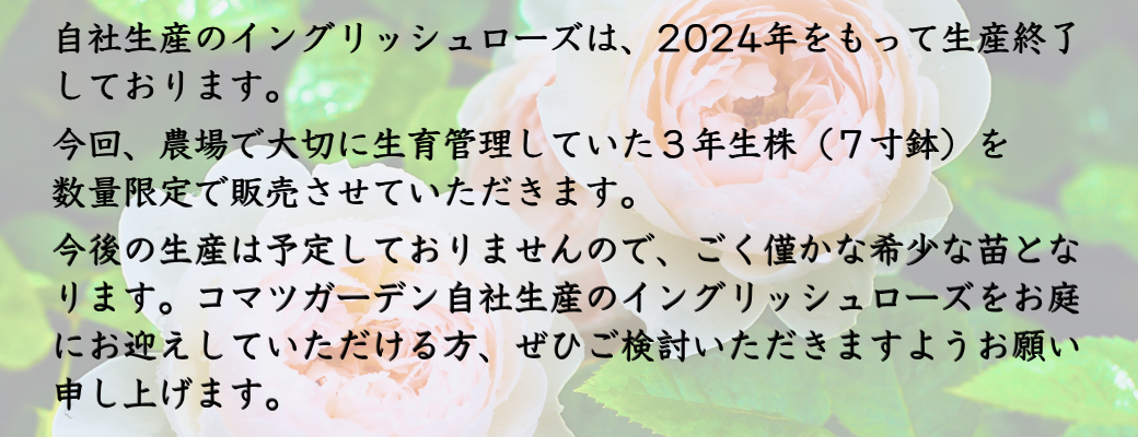バラ苗 3年生株（7寸鉢） オリビア ローズ オースチン Olivia Rose